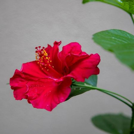 B&B I Propilei Di San Girolamo Rimini Buitenkant foto